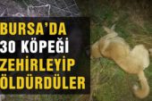 Bursa’da köpek katliamı