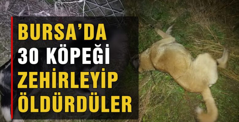 Bursa’da köpek katliamı