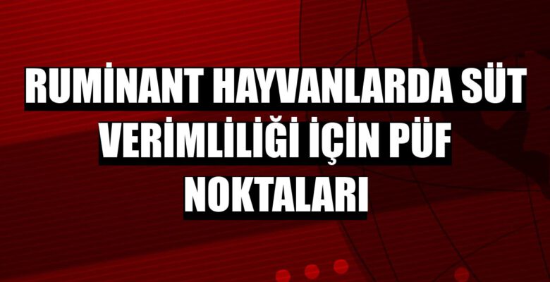 Ruminant hayvanlarda süt verimliliği için doğru besleme şart