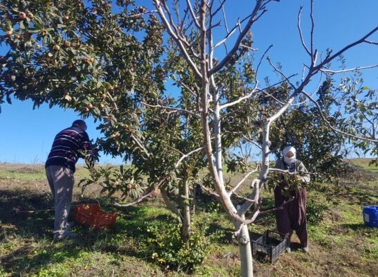 DEDELERİN HAYAT MÜCADELESİ; Ekonomik Zorluklar Yaşlı İşçileri Ölüme Sürüklüyor.