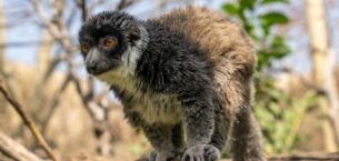 FYZoo, Dünya Lemur Günü’nde Lemurların  Korunmasına Dikkat Çekiyor!