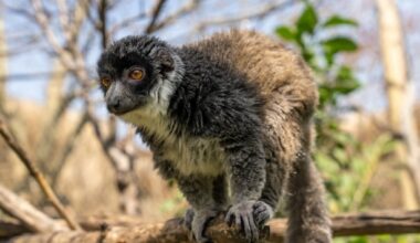 FYZoo, Dünya Lemur Günü’nde Lemurların  Korunmasına Dikkat Çekiyor!