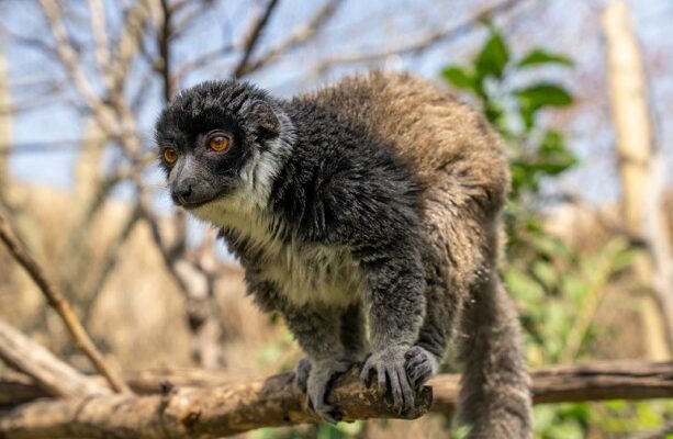 FYZoo, Dünya Lemur Günü’nde Lemurların  Korunmasına Dikkat Çekiyor!