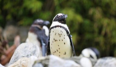 FYZoo’da Afrika Pengueni Farkındalık Günü!