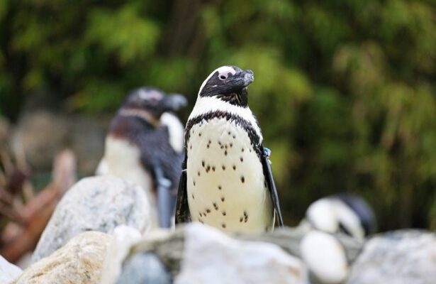 FYZoo’da Afrika Pengueni Farkındalık Günü!