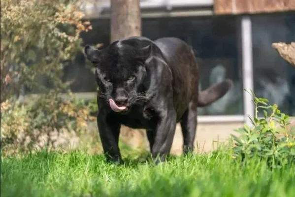 Dünya Jaguar Günü’nde Jüliet ile Tanışın!