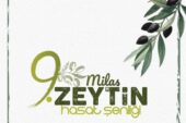 10. MİLAS ZEYTİN HASAT ŞENLİĞİ İÇİN GERİ SAYIM BAŞLADI