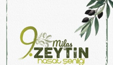 10. MİLAS ZEYTİN HASAT ŞENLİĞİ İÇİN GERİ SAYIM BAŞLADI