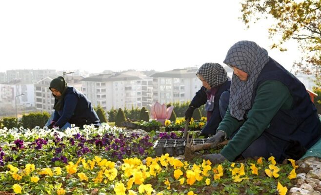 300 bin kış çiçeği toprakla buluşuyor