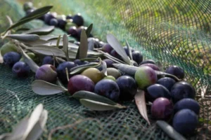 Emeğinin hakkını almak için koca bir yıl çalışan zeytin üreticisi bir kumpasın içerisinde