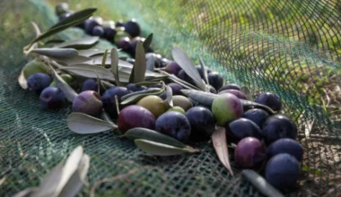 Emeğinin hakkını almak için koca bir yıl çalışan zeytin üreticisi bir kumpasın içerisinde