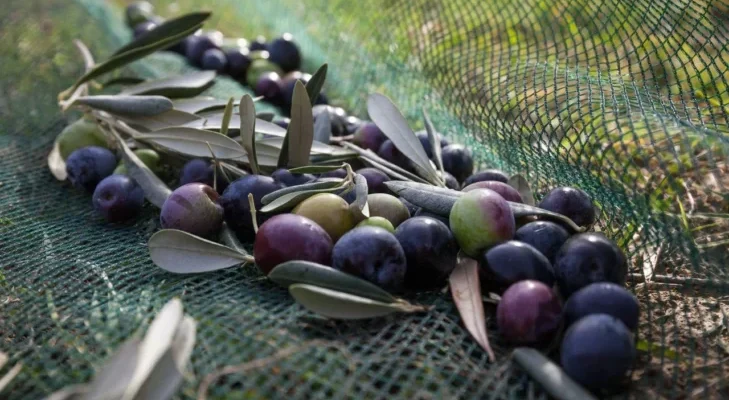 Emeğinin hakkını almak için koca bir yıl çalışan zeytin üreticisi bir kumpasın içerisinde